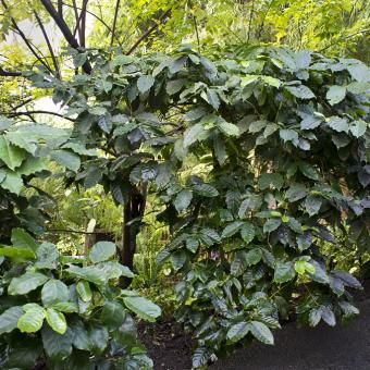 Coffee plant